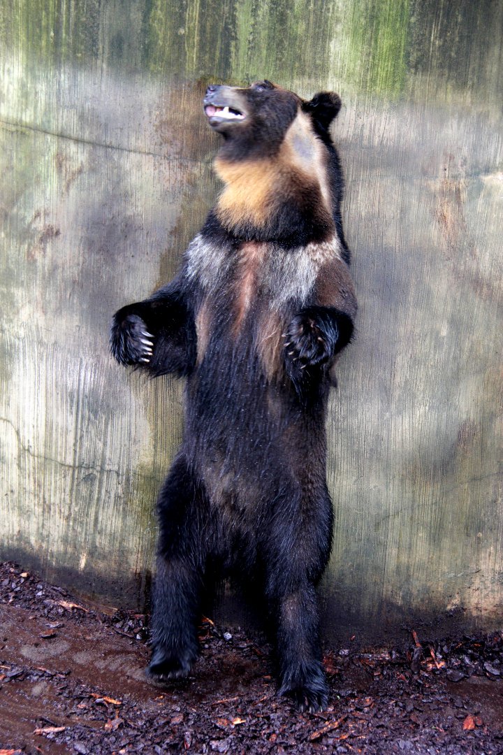 Ussuri brown bear (Ursus arctos lasiotus)