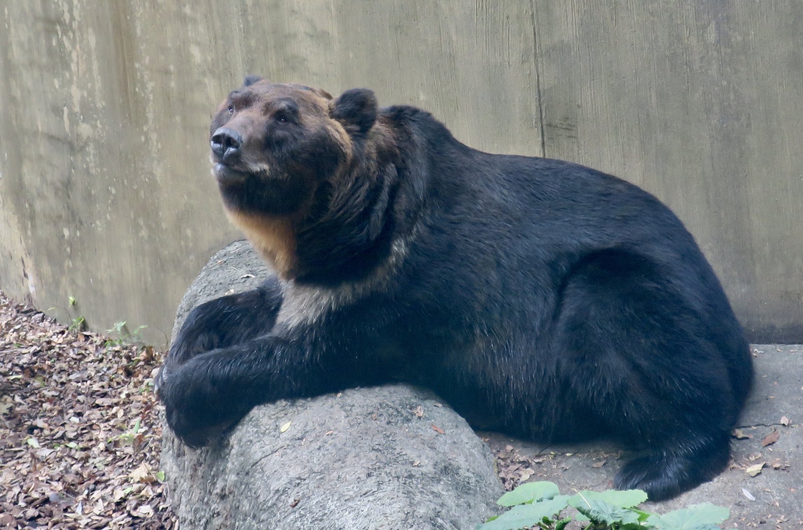 Ussuri Brown Bear (Ursus arctos lasiotus)