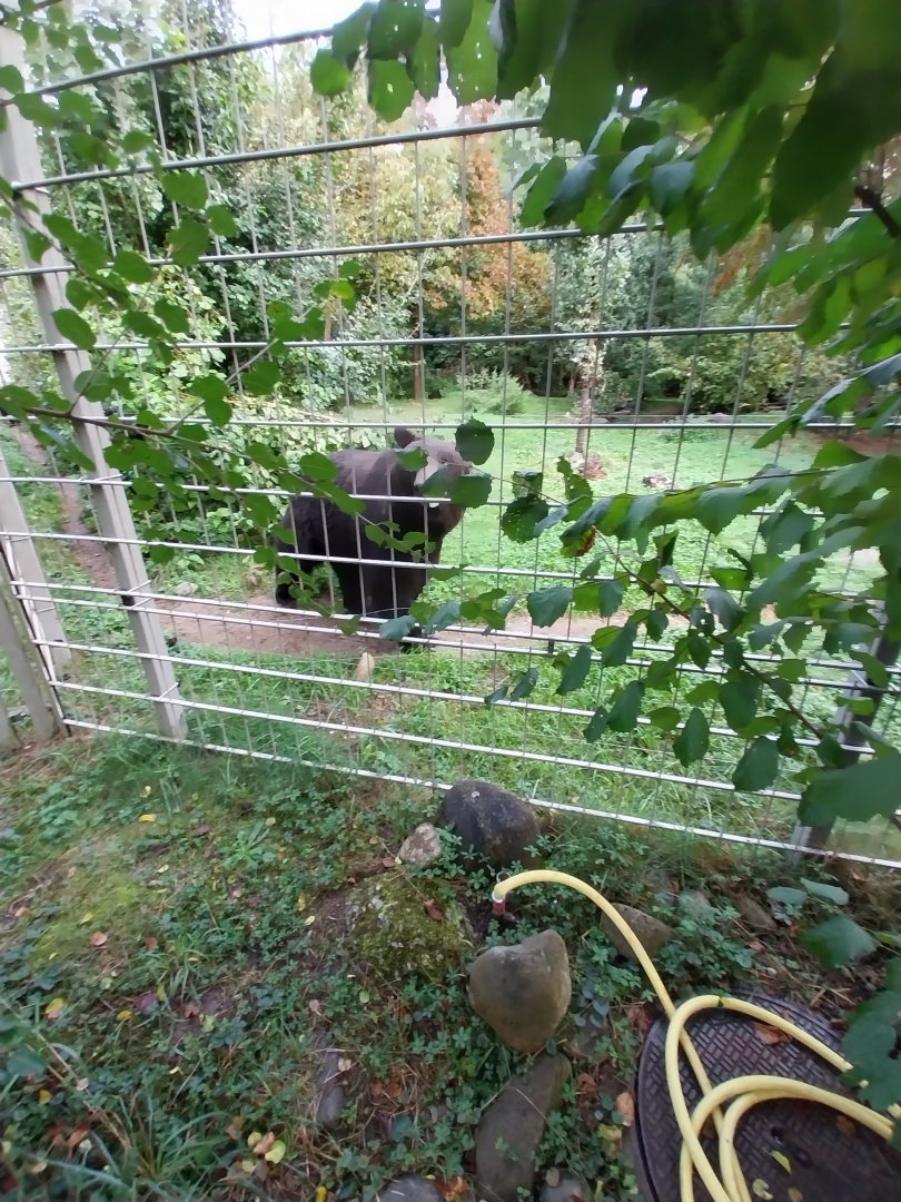 Ussuri brown bear (Ursus arctos lasiotus)