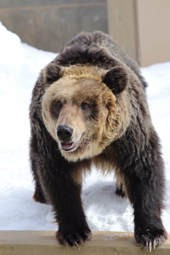 Ussuri brown bear (Ursus arctos lasiotus)