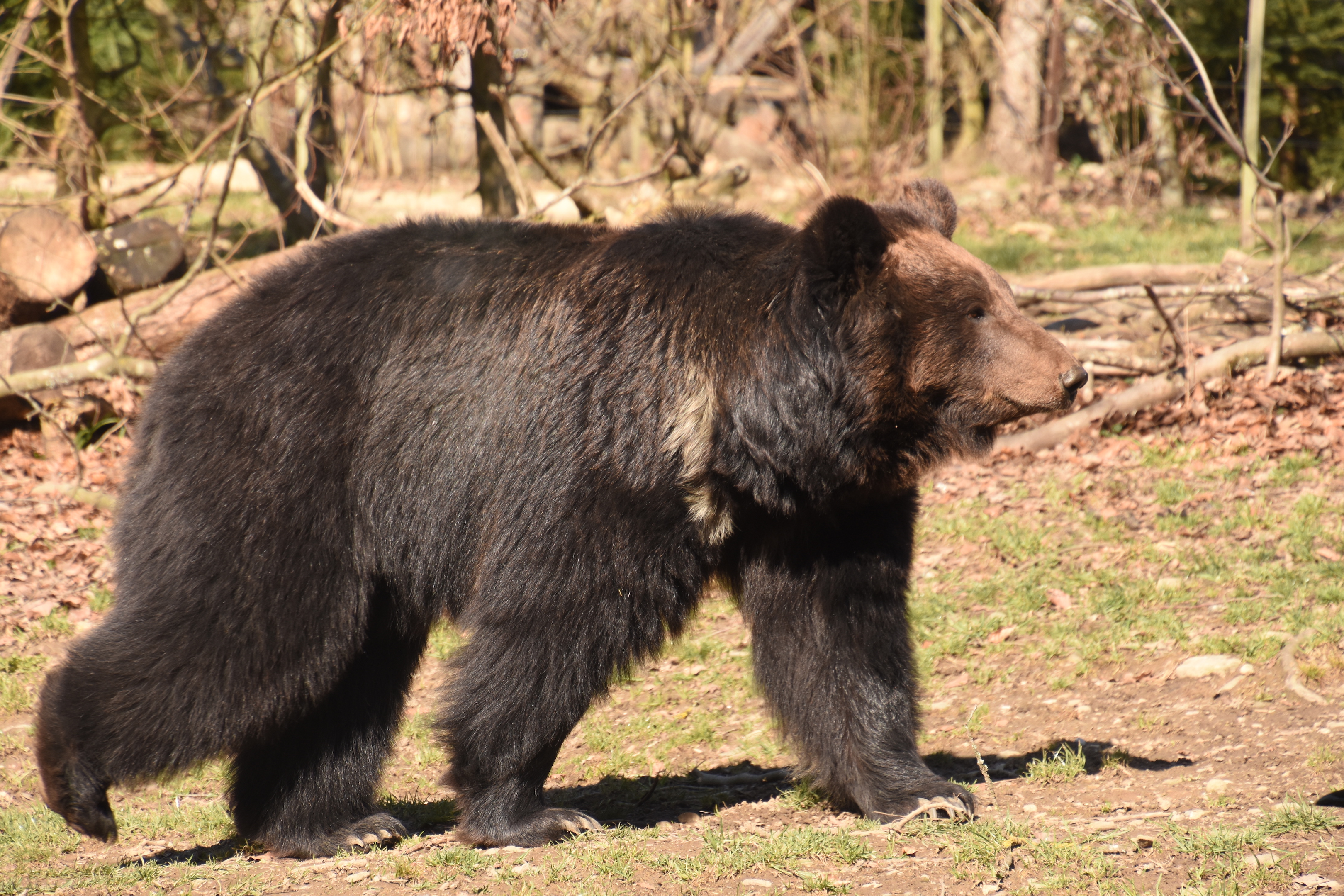 Ussuri brown bear
