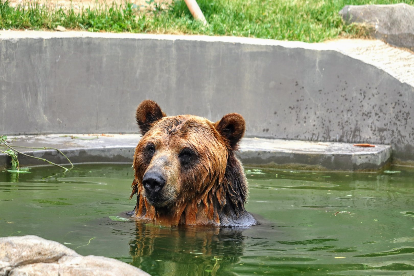 Ussuri Brown Bear