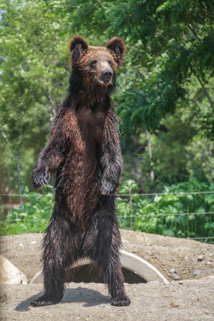 Ussuri Brown Bear