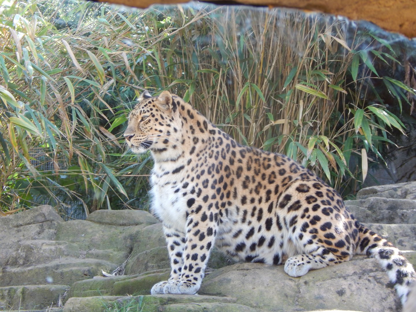 Ussuri Falls - Amur leopard 110925