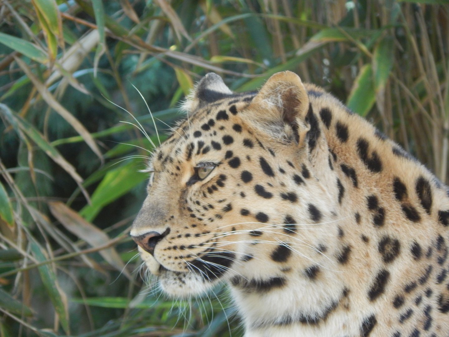 Ussuri Falls - Amur leopard 110925