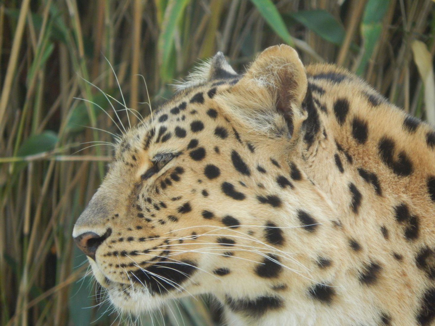 Ussuri Falls - Amur leopard 110925