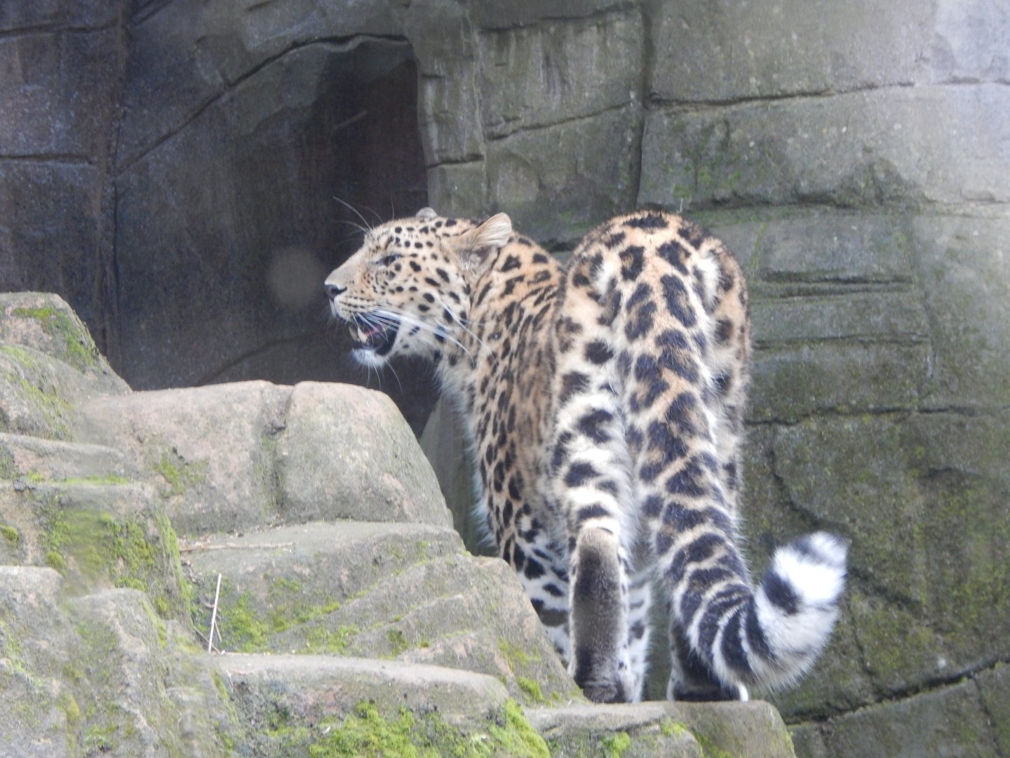 Ussuri Falls - Amur leopard 140921