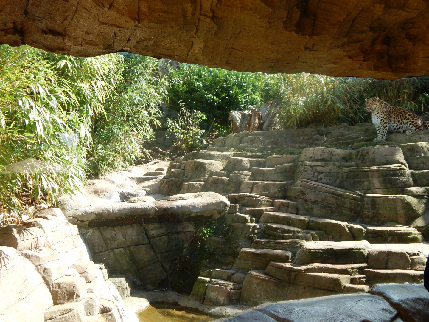 Ussuri Falls - Amur leopard enclosure 110925
