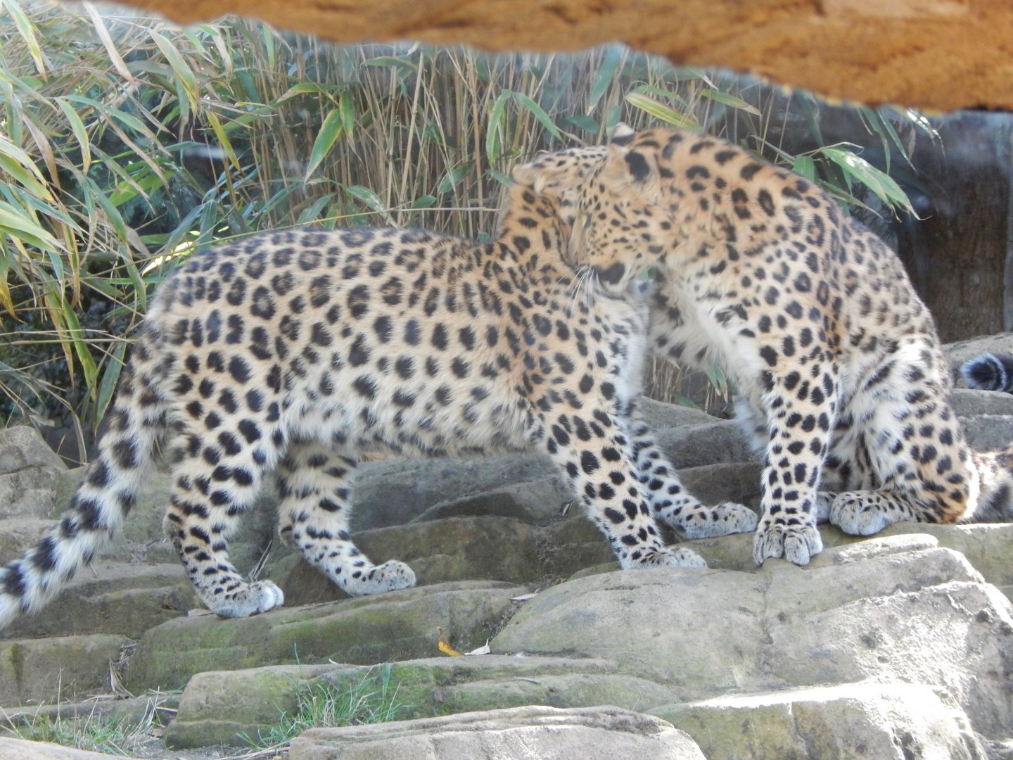 Ussuri Falls - Amur leopards 110925