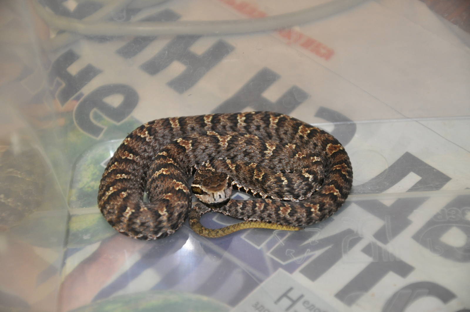 Ussuri mamushi/ Gloydius ussuriensis