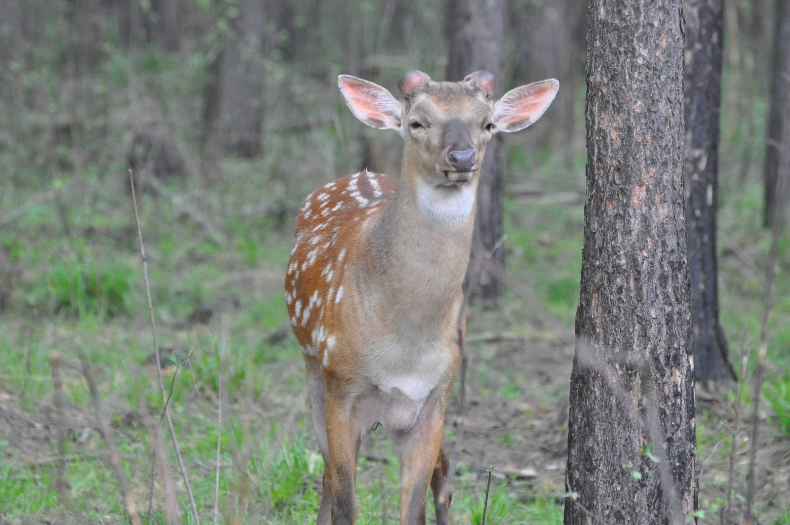 Ussuri sika deer/ Cervus nippon hortulorum (dybowskii)