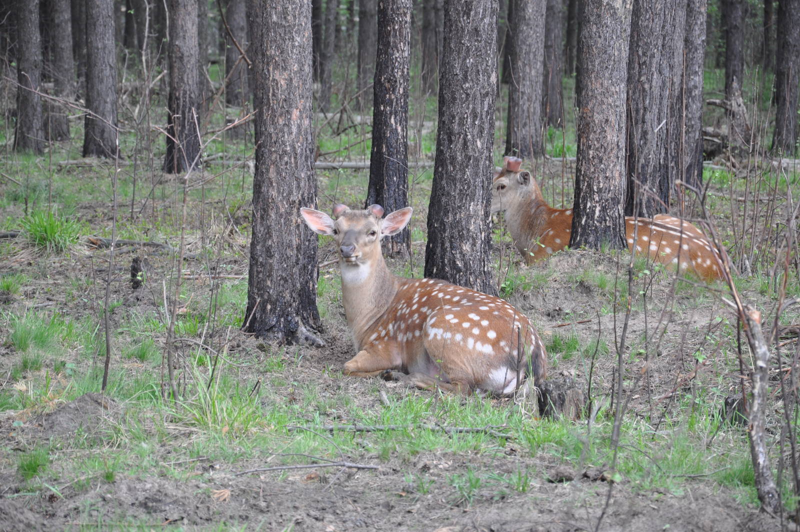 Ussuri sika deer/ Cervus nippon hortulorum (dybowskii)