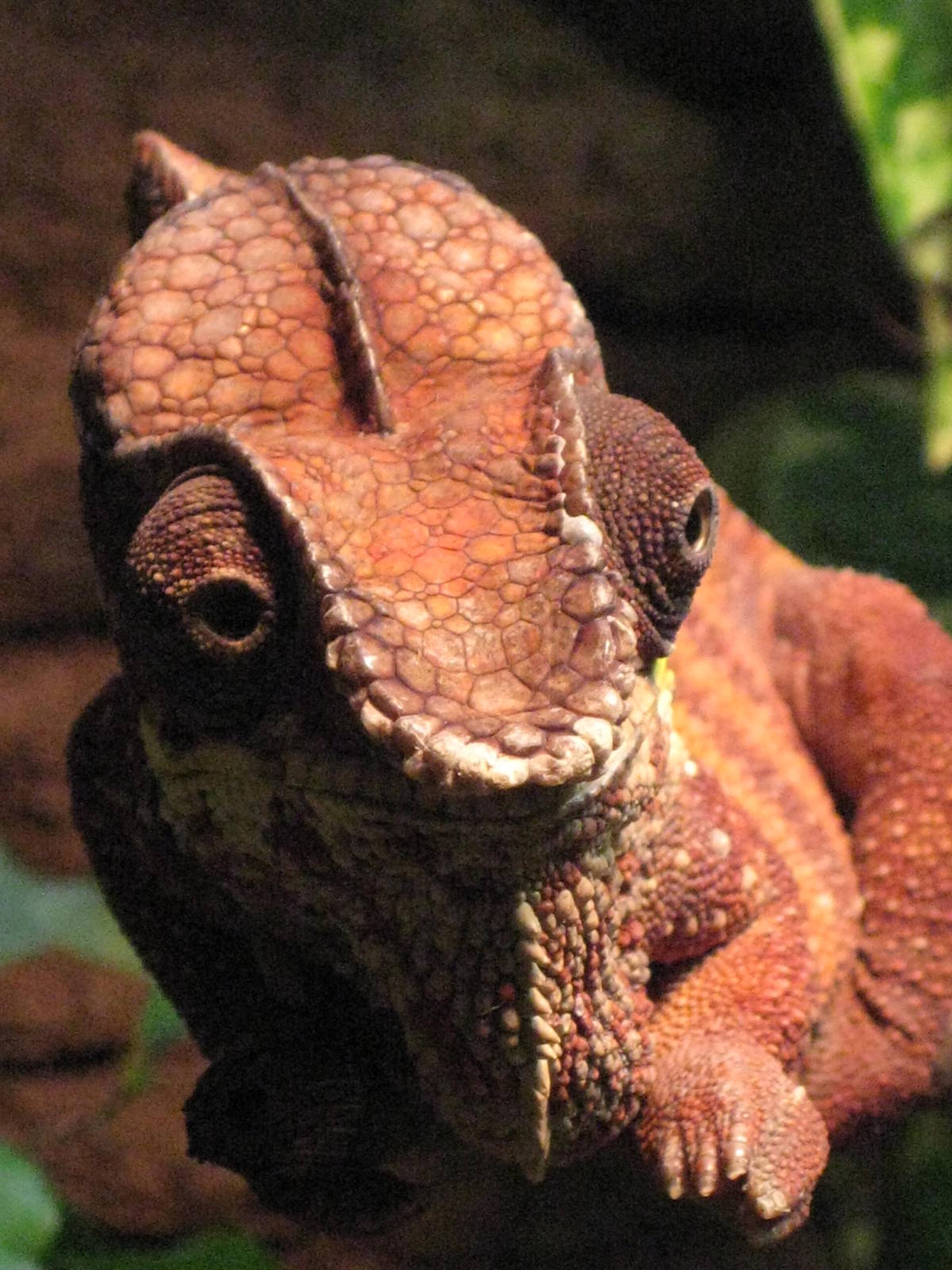 Usti nad Labem Chameleon Face
