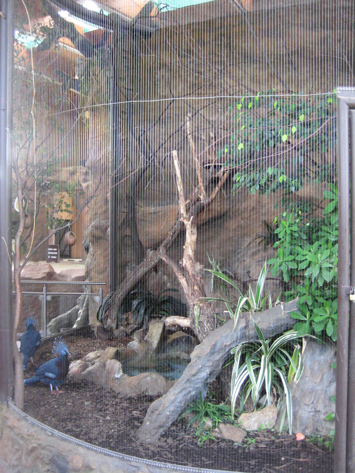 Usti nad Labem Elephant House Crowned Pigons aviary