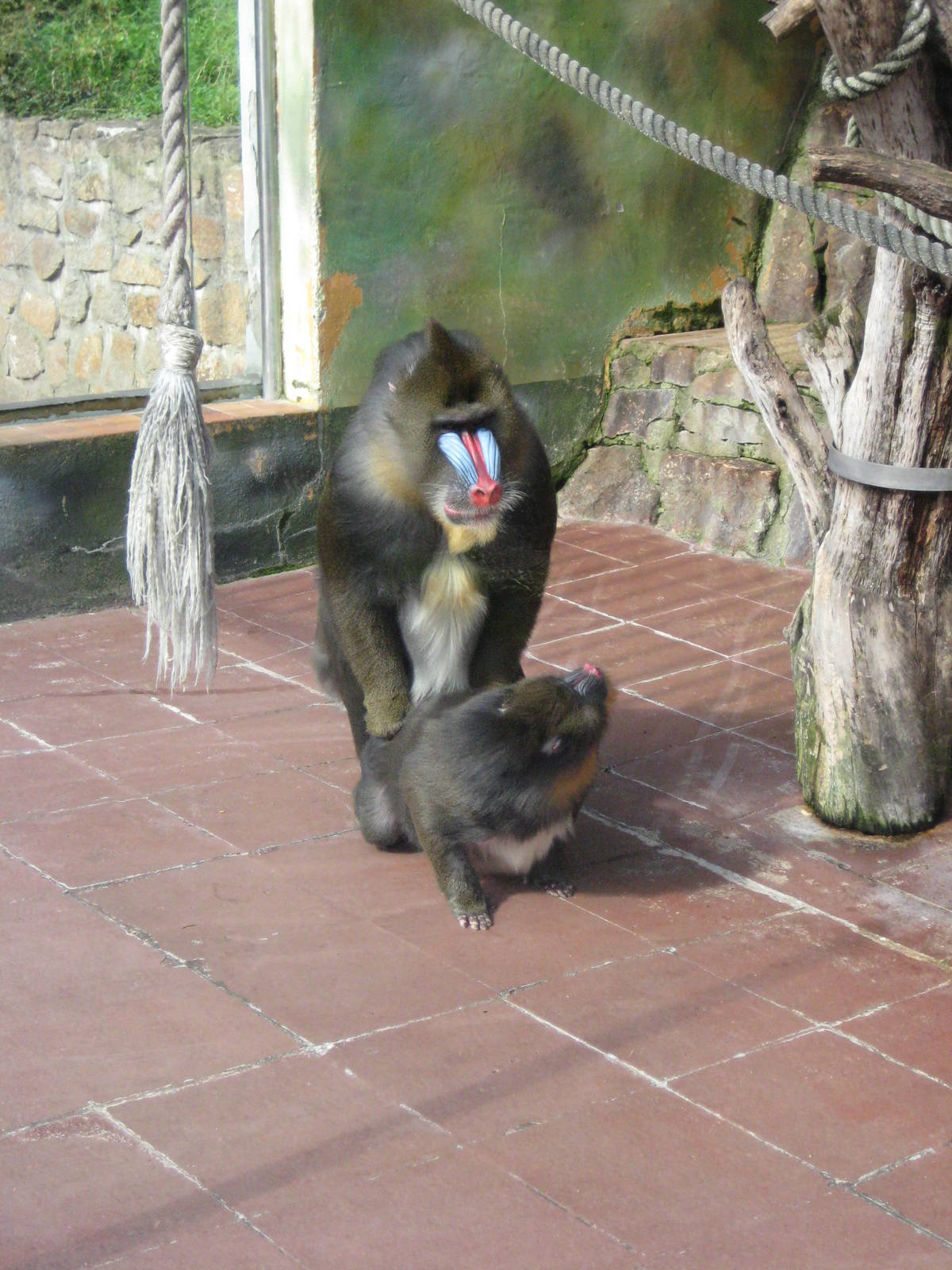 Üsti nad Labem-Mandrills saving their species.