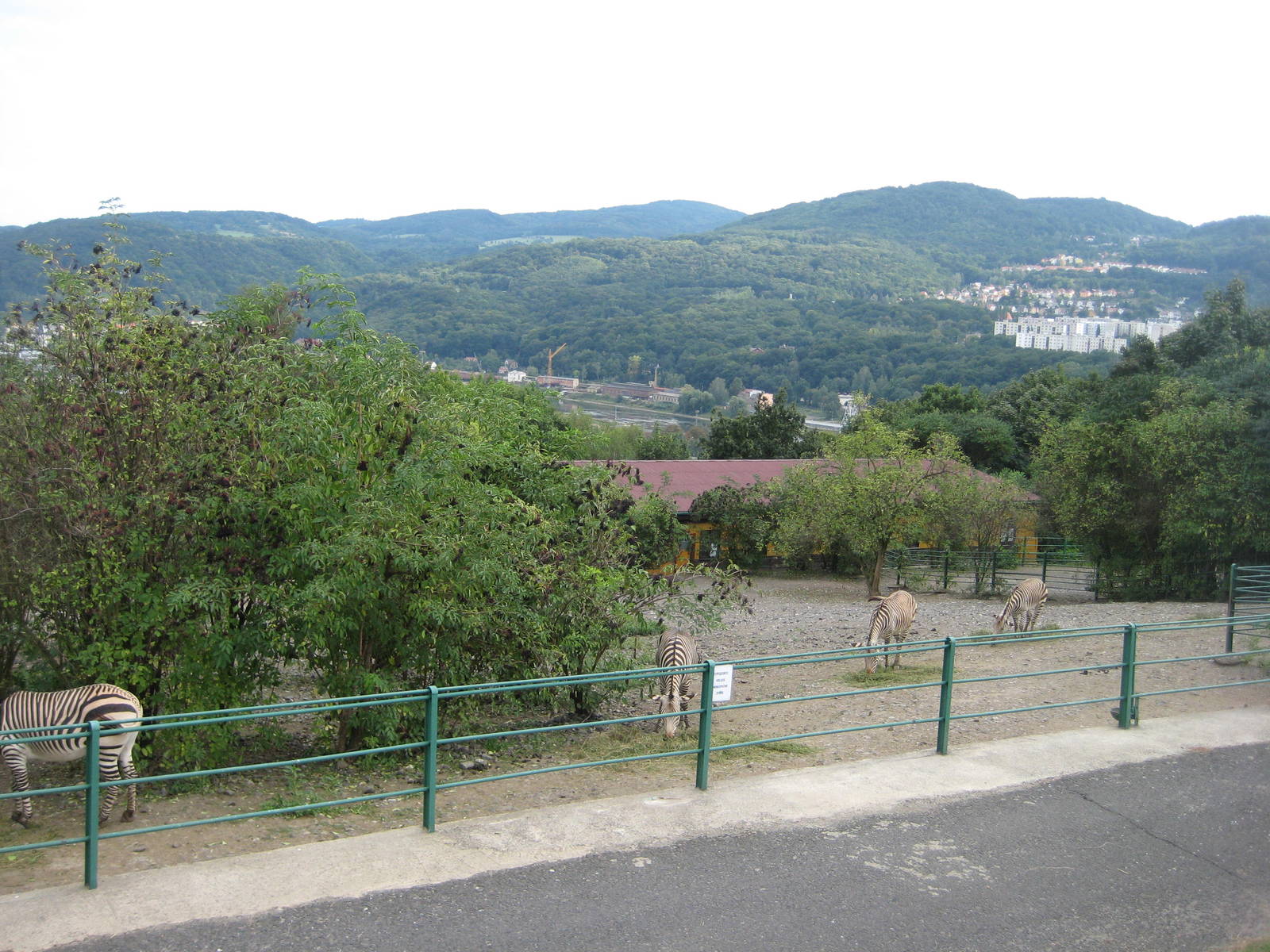 Usti nad Labem Mountain Zebra Exhibit Rock ground