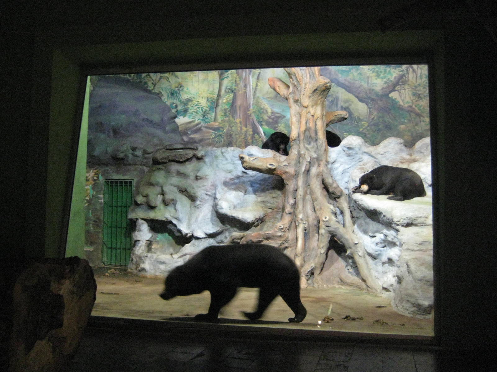 Usti nad Labem Sunbears inside