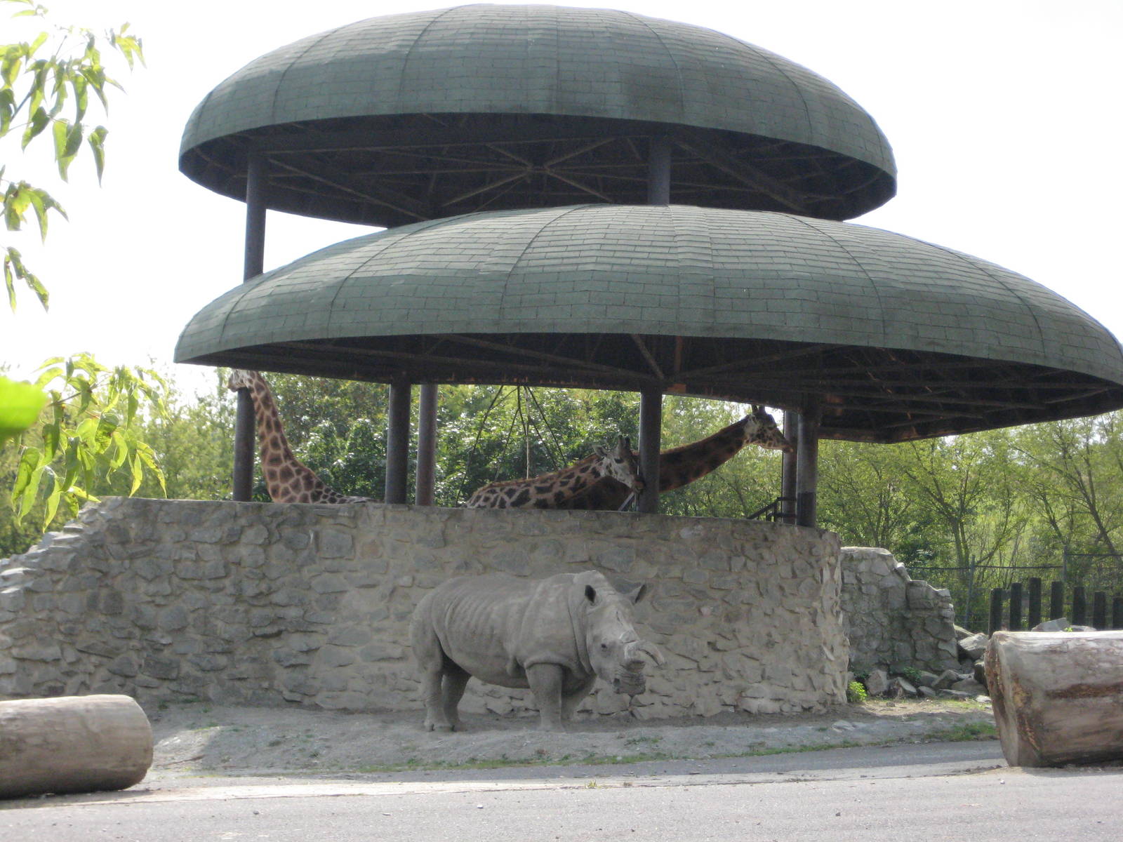 Usti nad Labem White rhino and giraffes