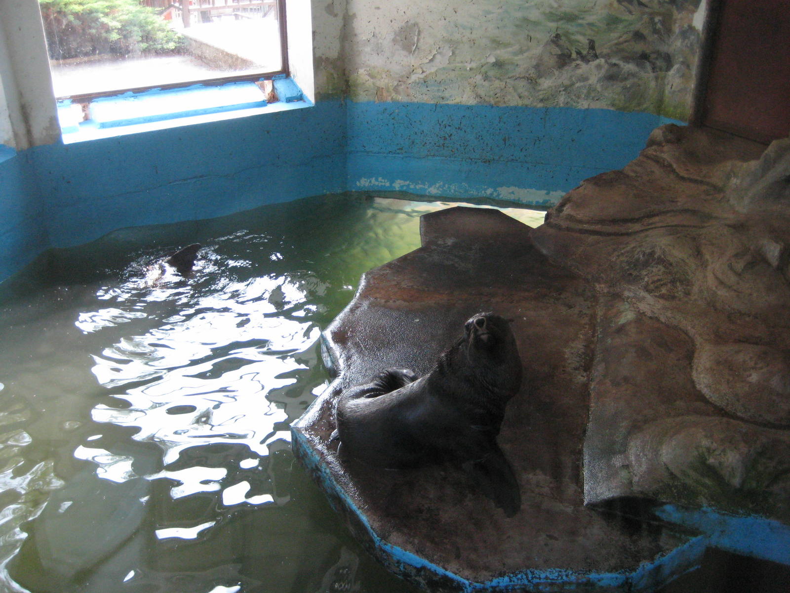 Usti nad Lebem South african Fur Seal Exhibit