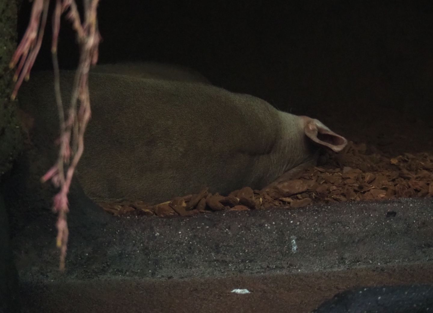 Usual view of an aardvark (Orycteropus afer) at Burgers' Zoo (Sep 16th, 2018)
