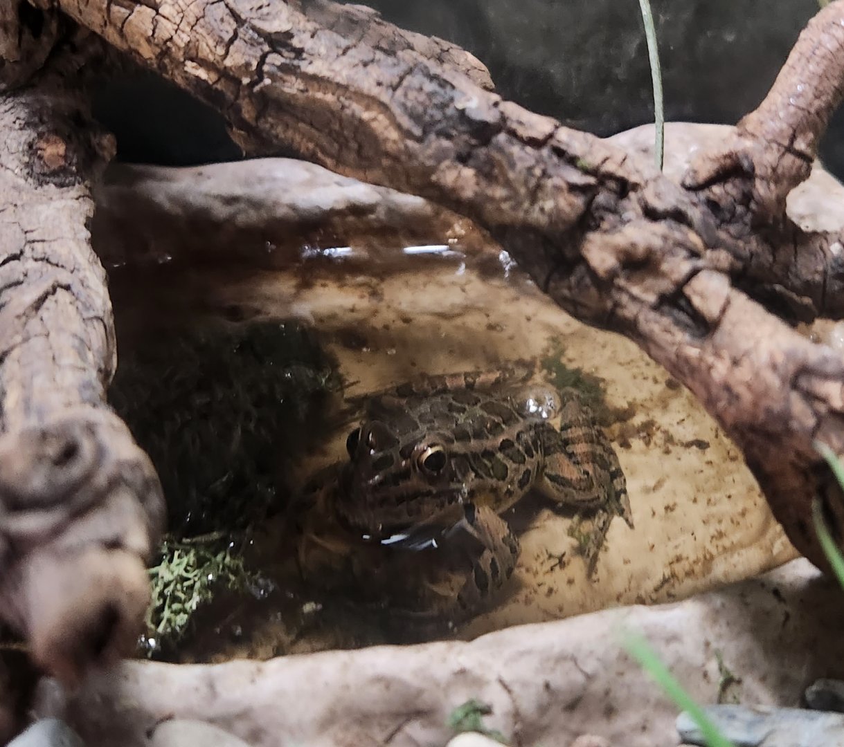 USV Park (2023) - Lithobates palustris
