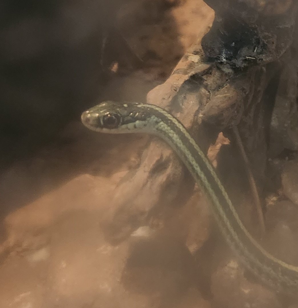 USV Park (2023) - Thamnophis saurita saurita