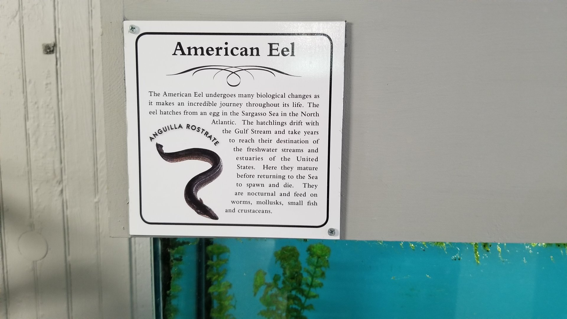 USVP - American eel sign