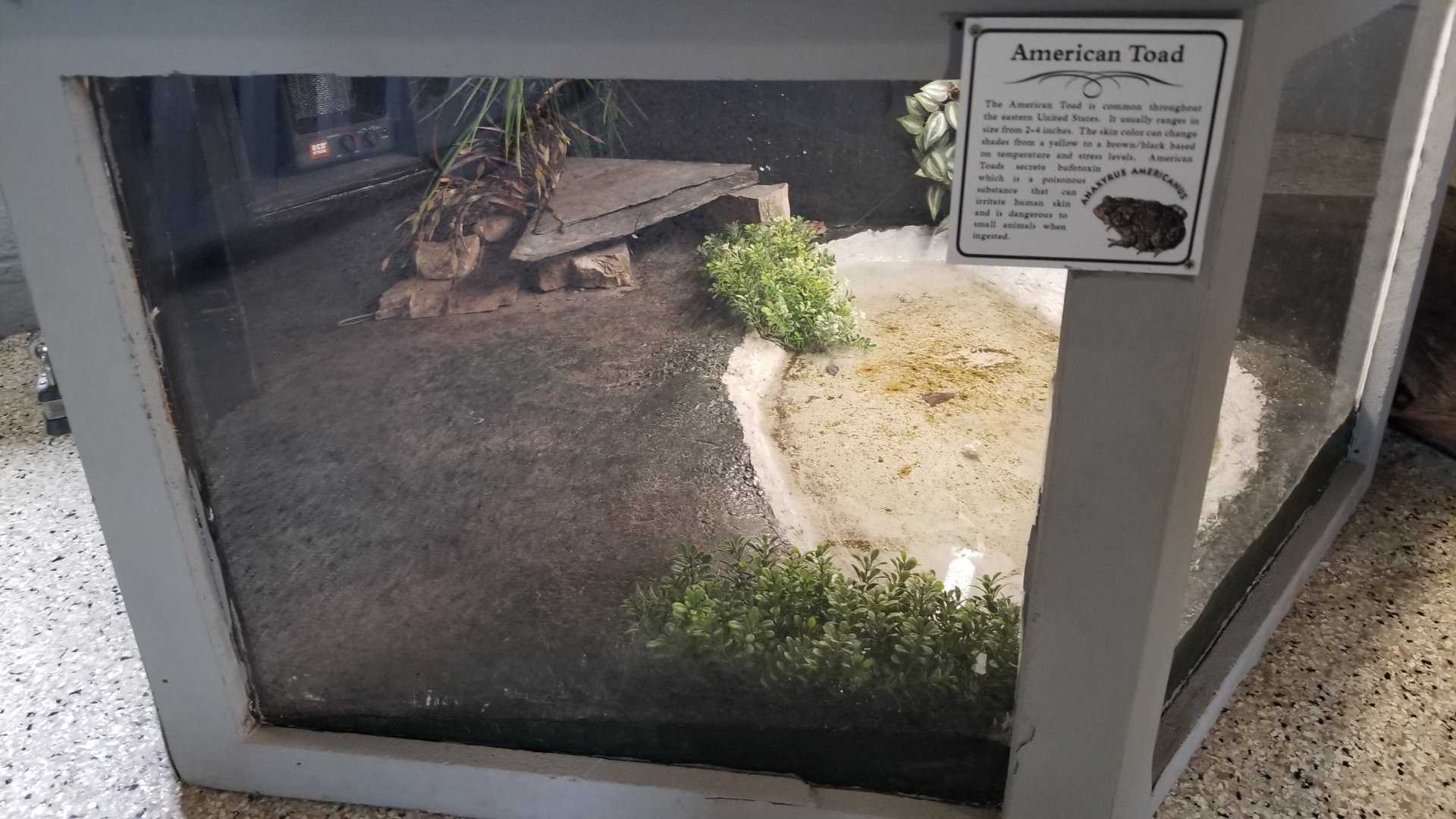 USVP - American toad