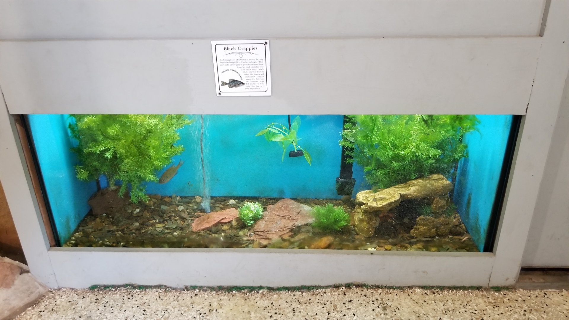 USVP - Black crappie