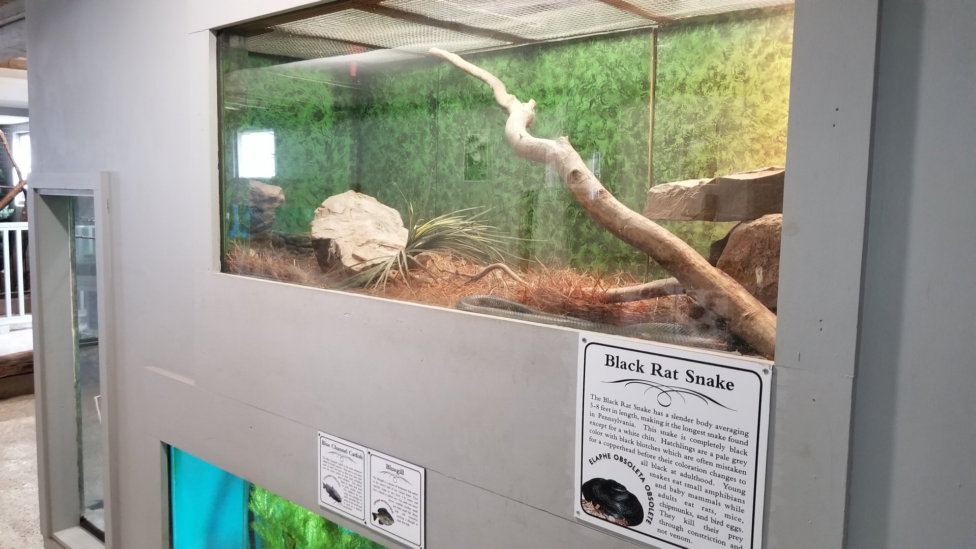 USVP - Black rat snake