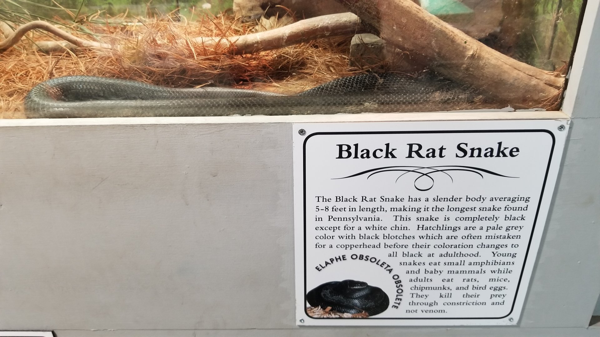 USVP - Black rat snake