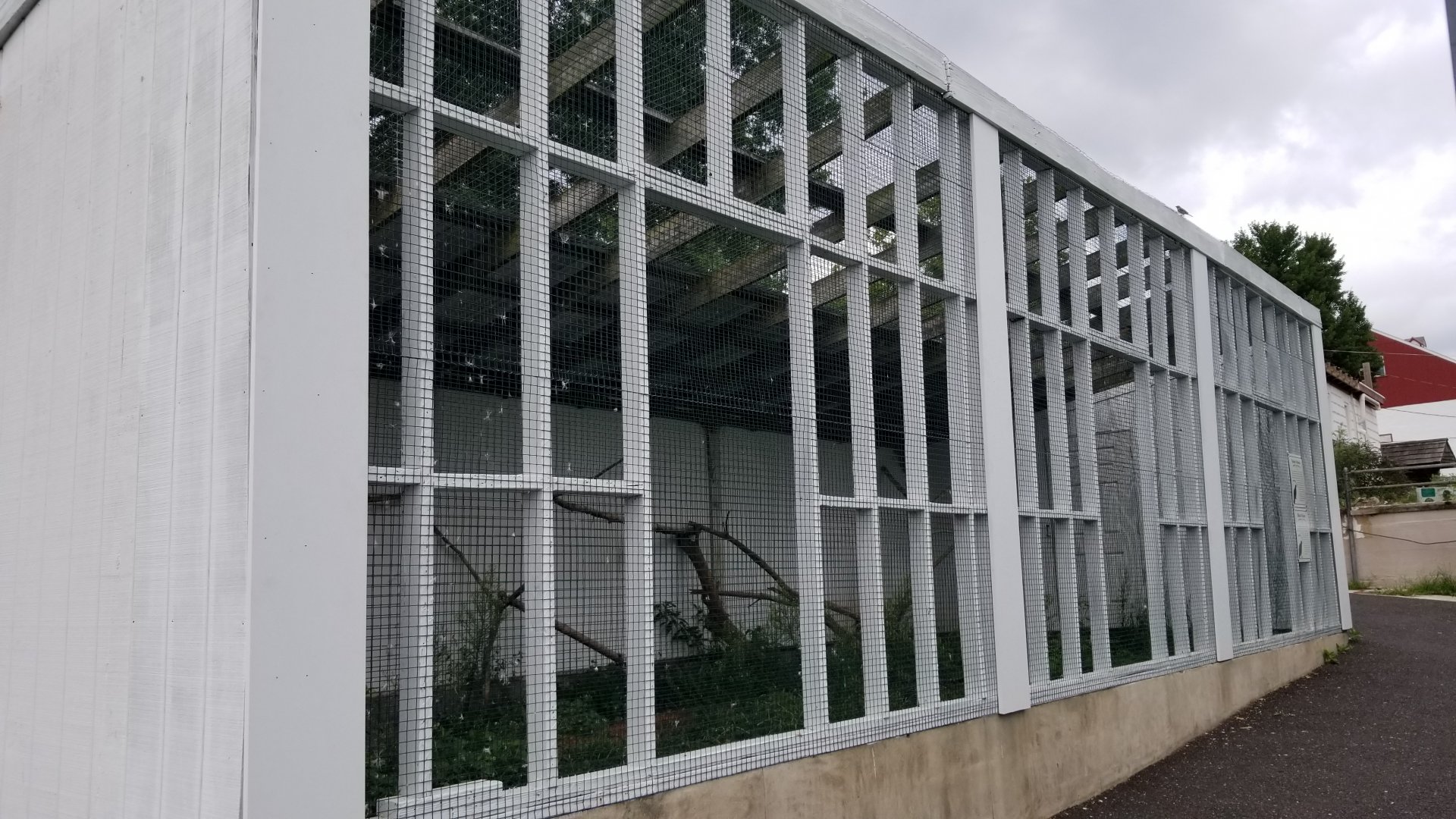 USVP - Black vulture, turkey vulture