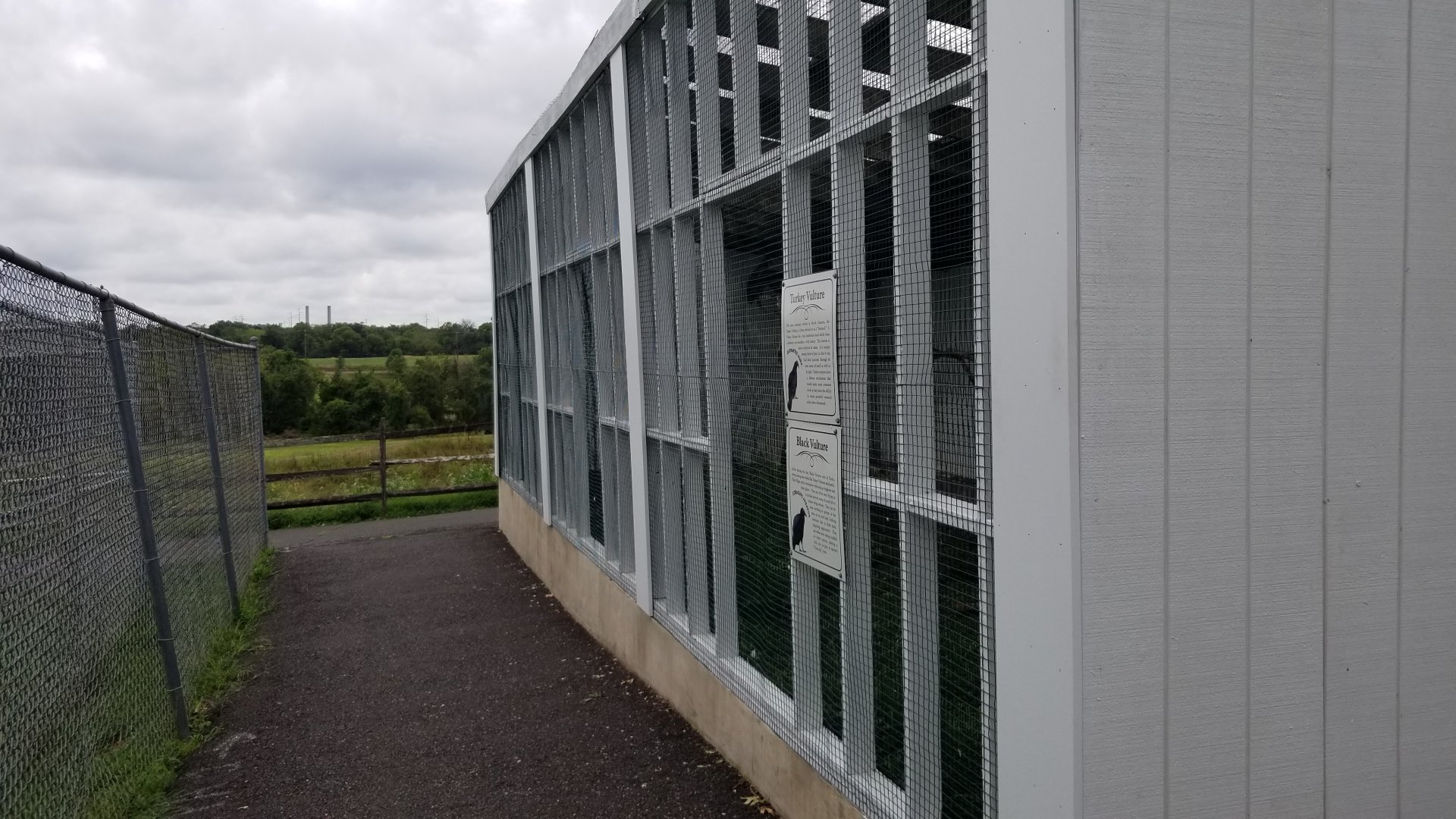 USVP - Black vulture, turkey vulture