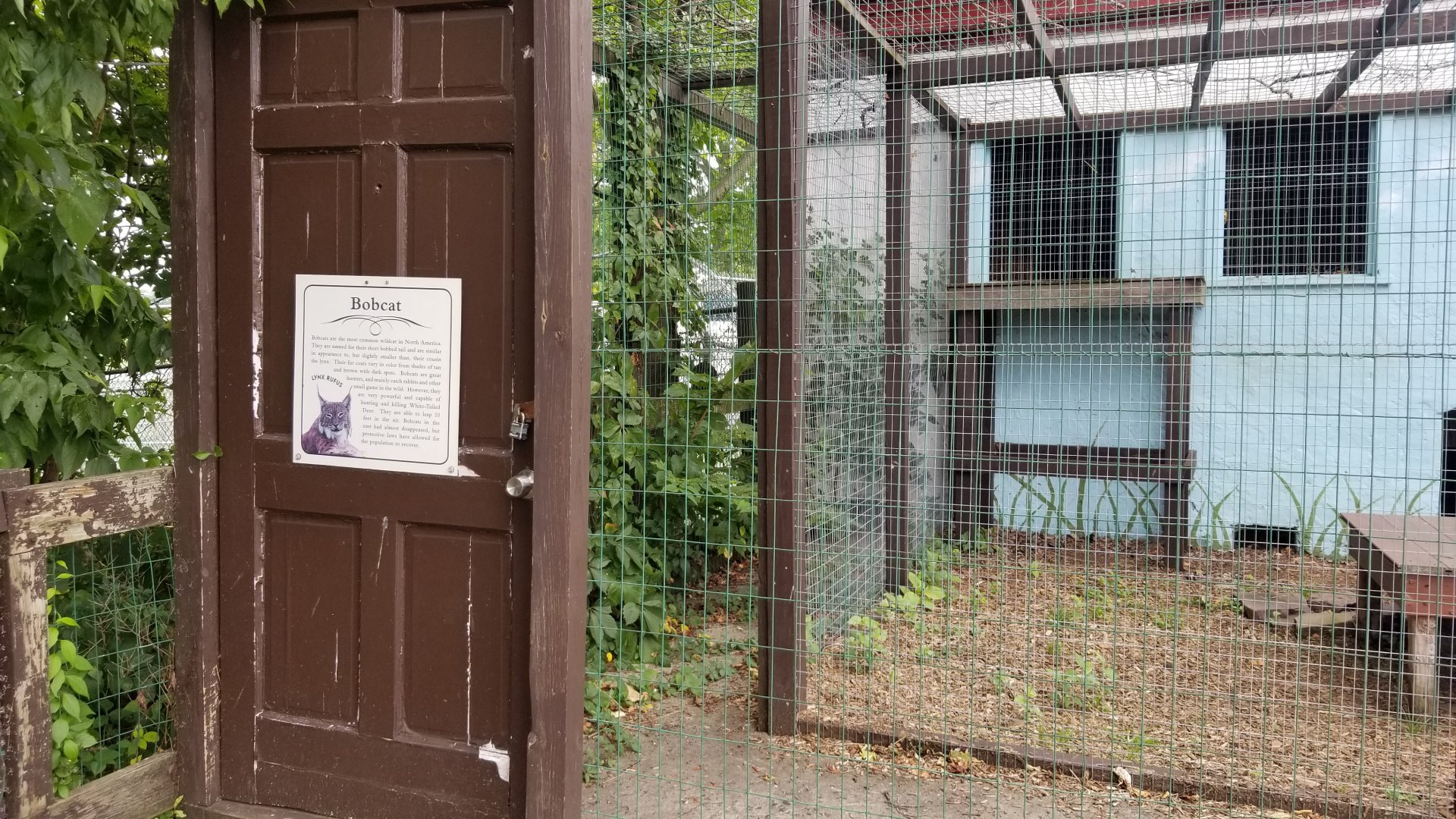 USVP - Bobcat outdoor area