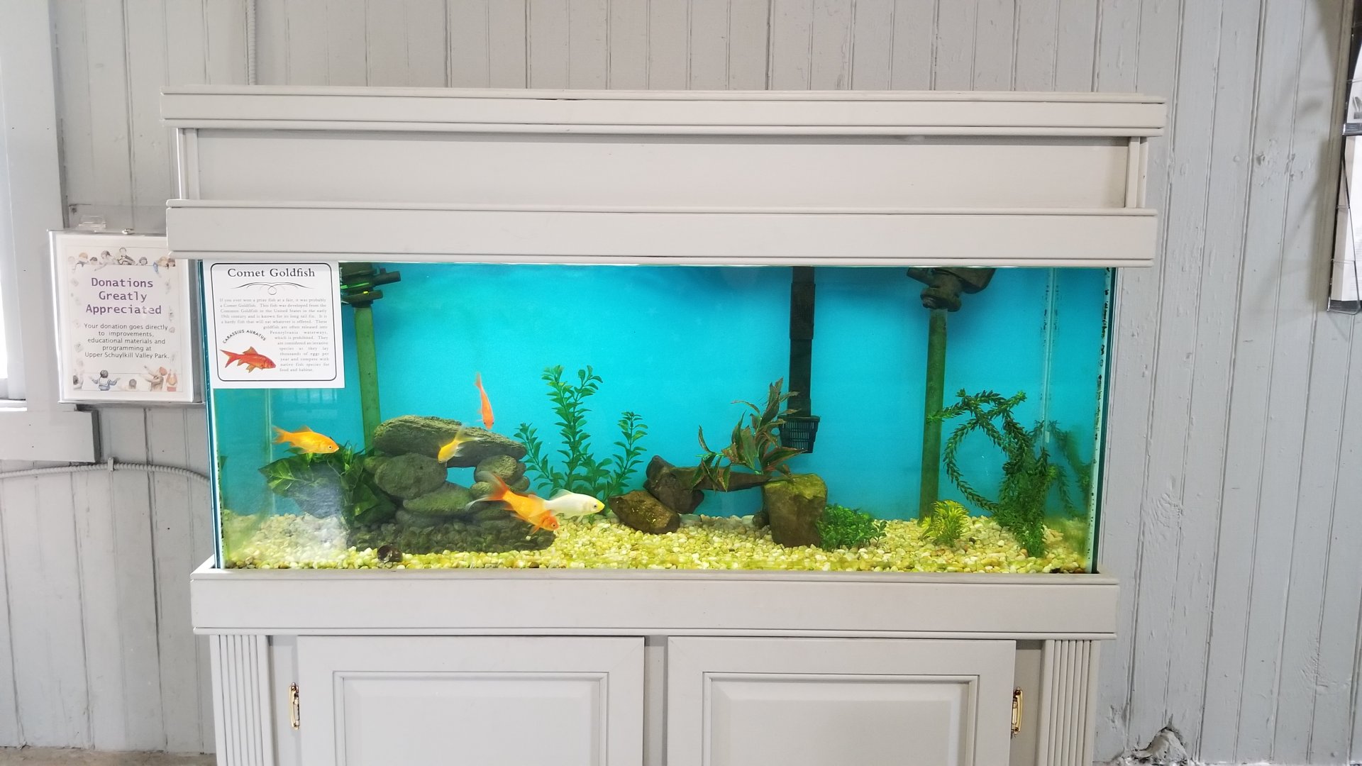 USVP - Comet goldfish