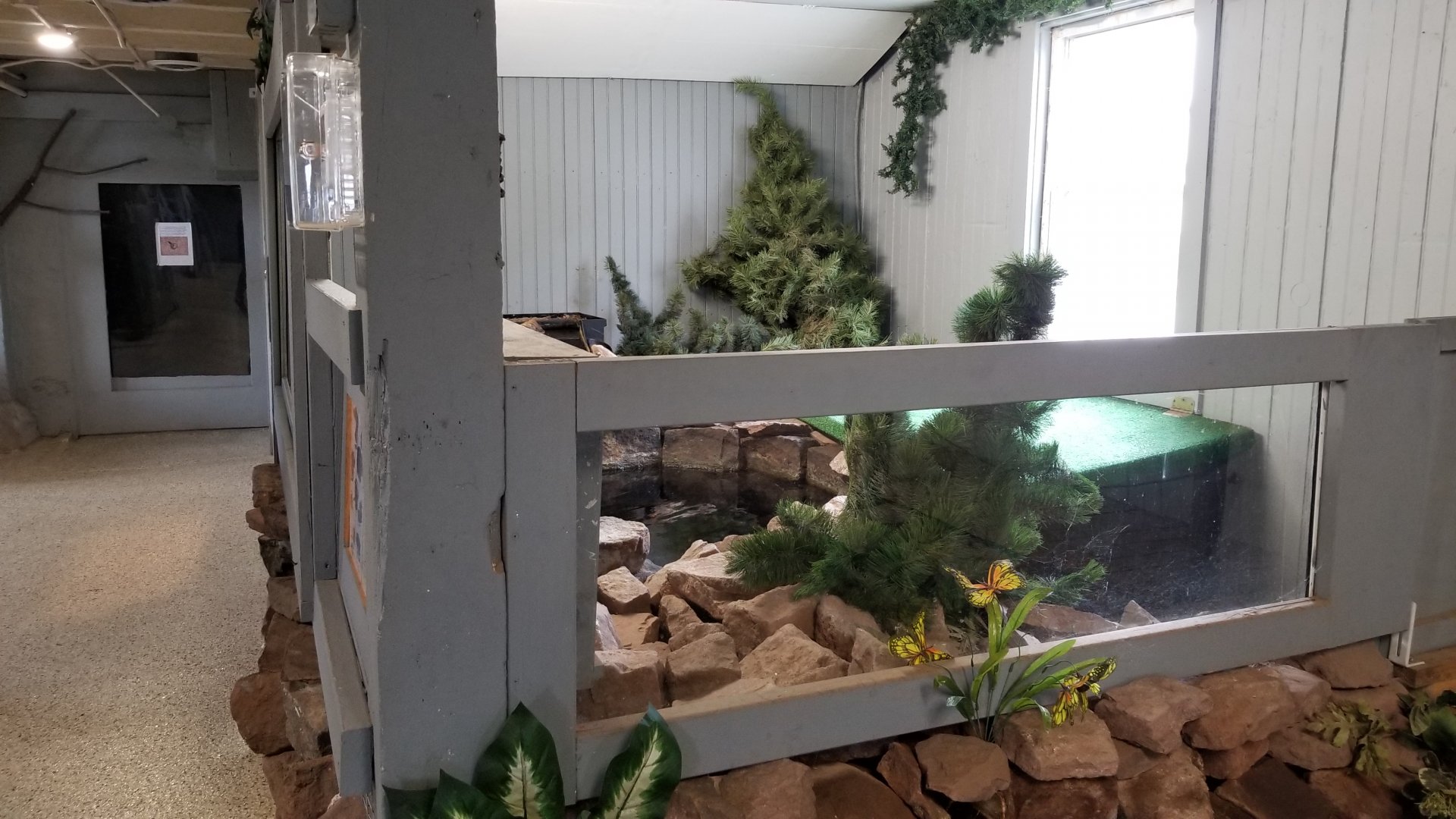 USVP - Common snapping turtle