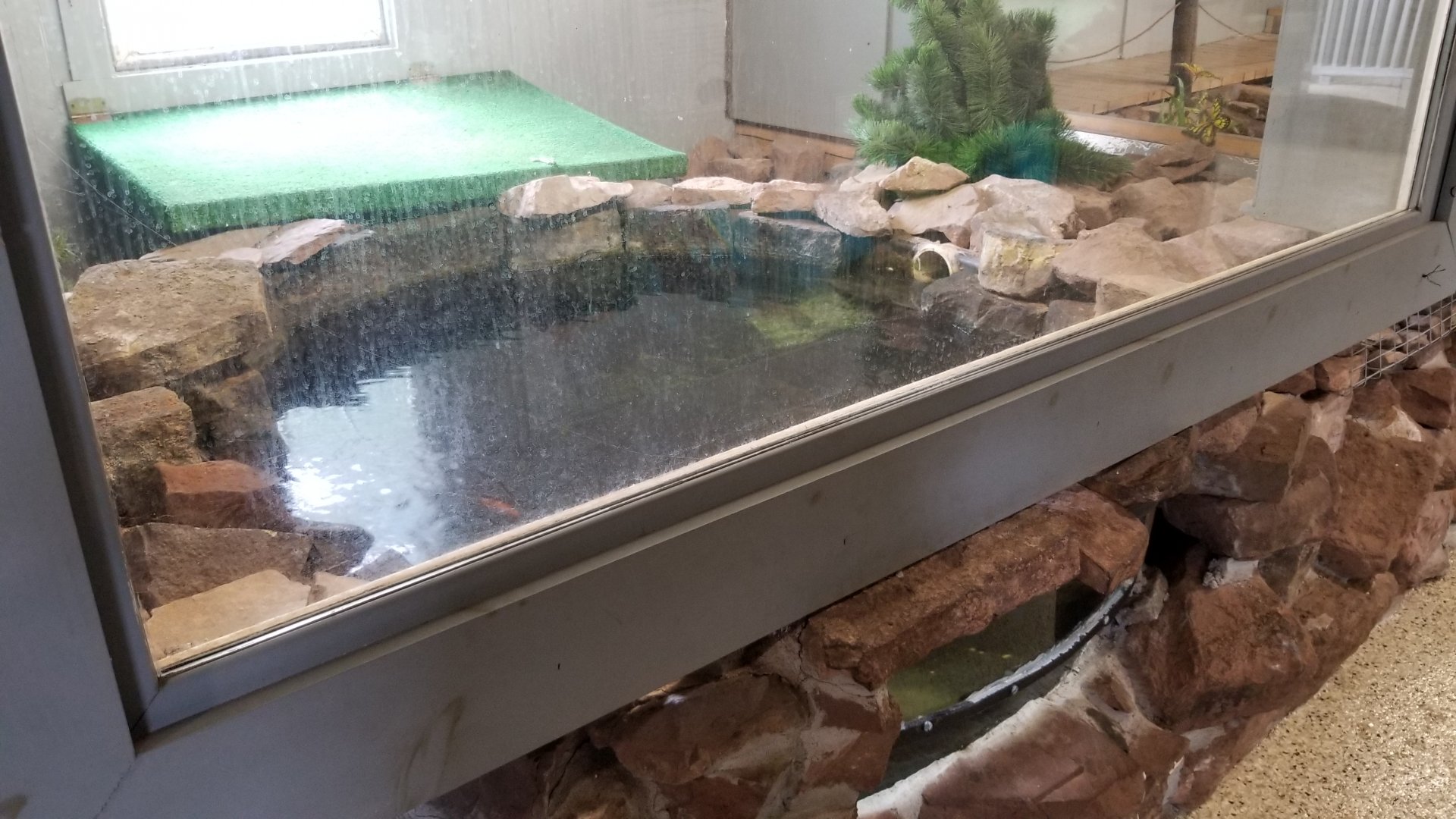 USVP - Common snapping turtle