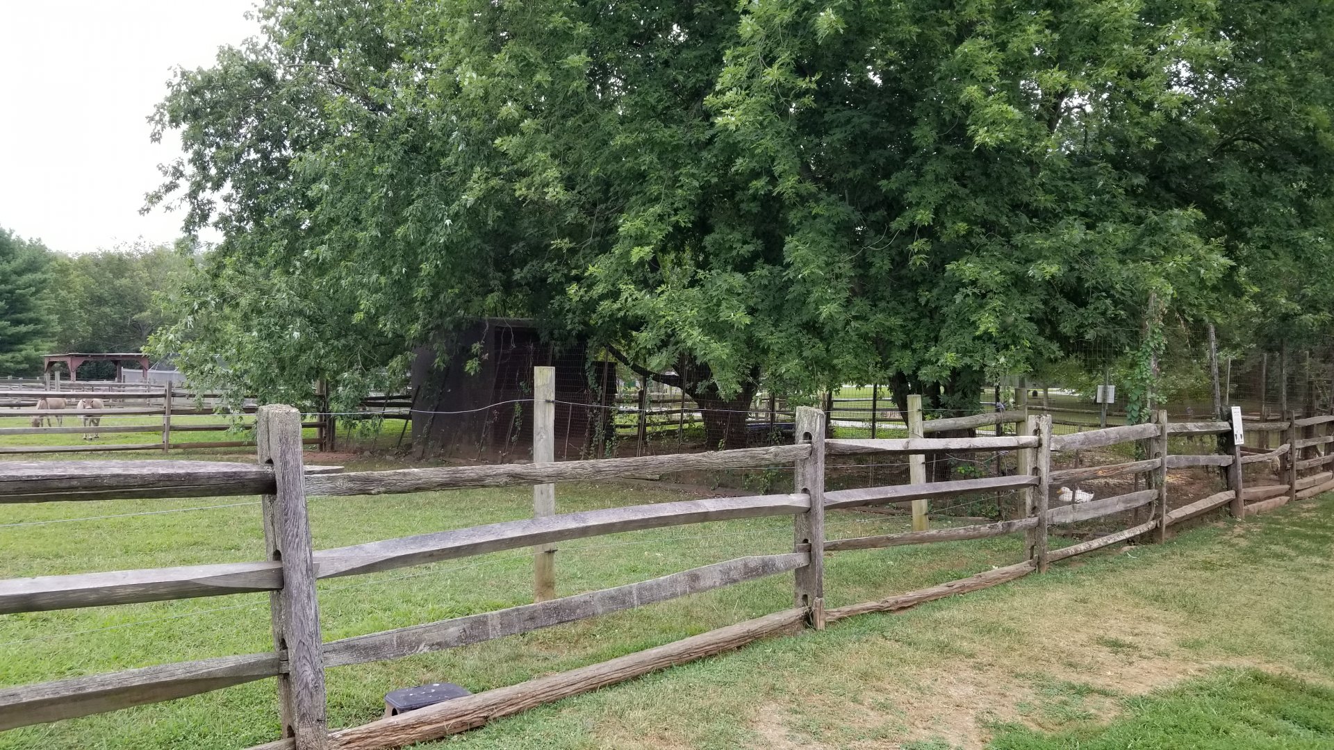 USVP - Domestic fowl