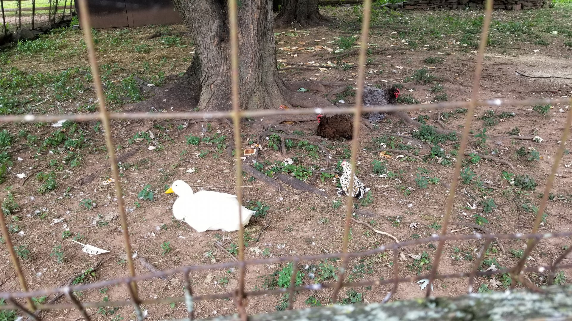 USVP - Domestic fowl