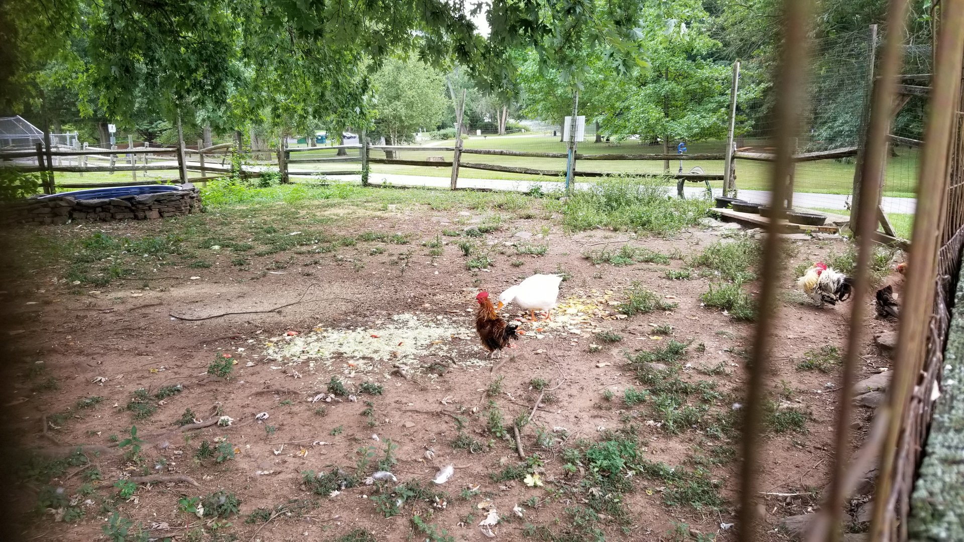 USVP - Domestic fowl