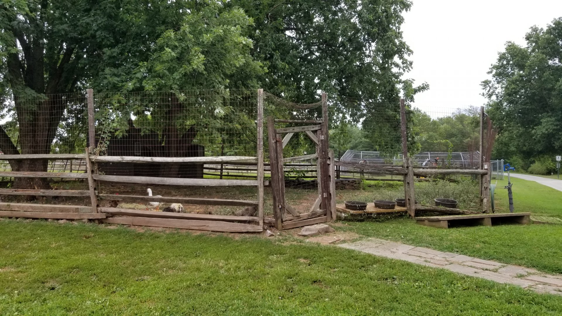 USVP - Domestic fowl