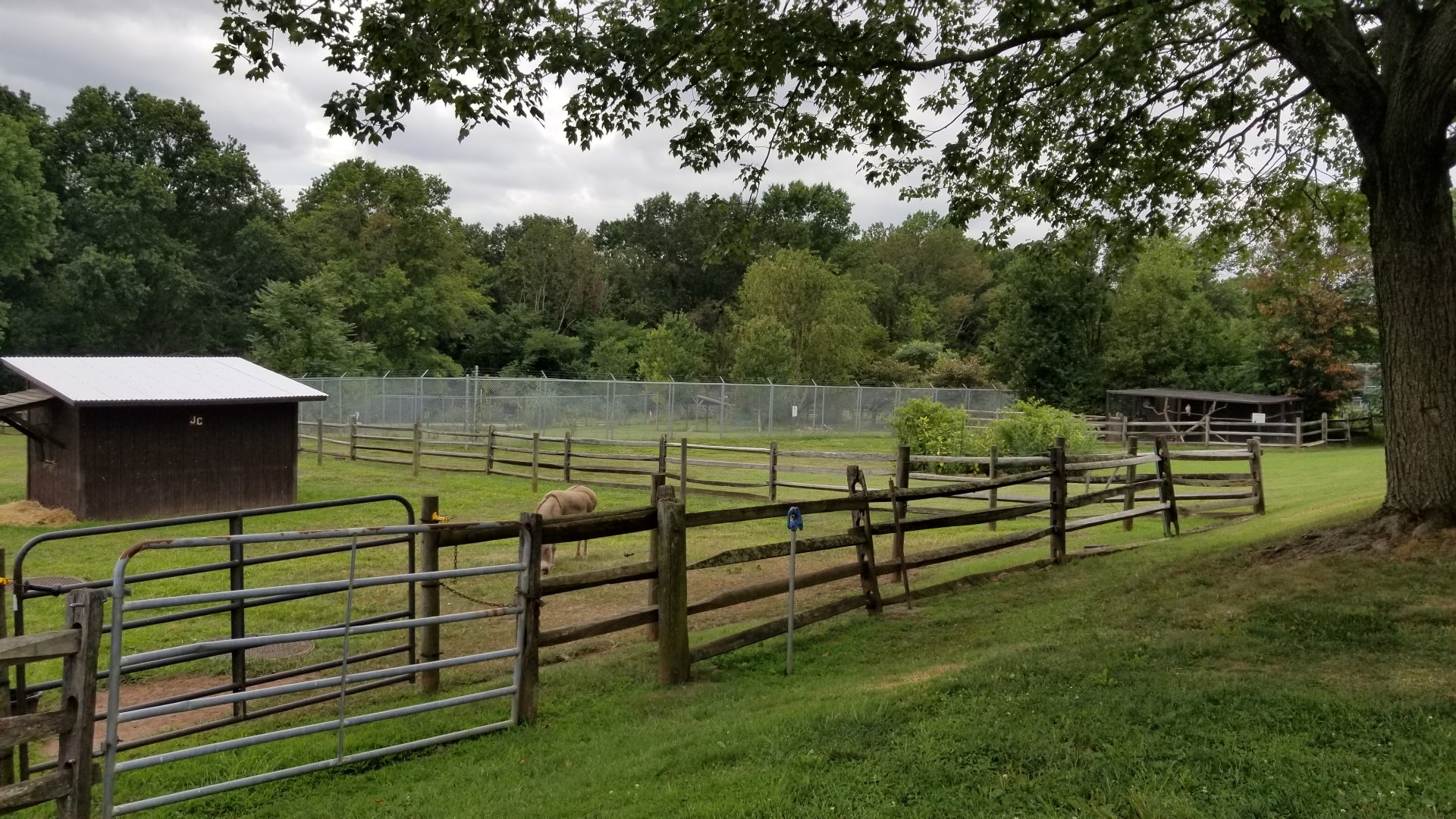 USVP - Donkey, wolves in background