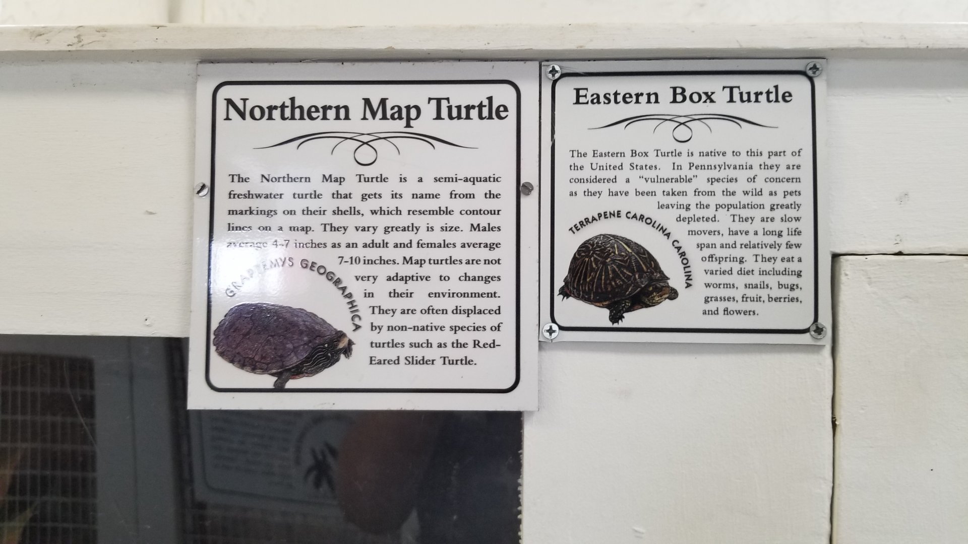 USVP - eastern box turtle, northern map turtle