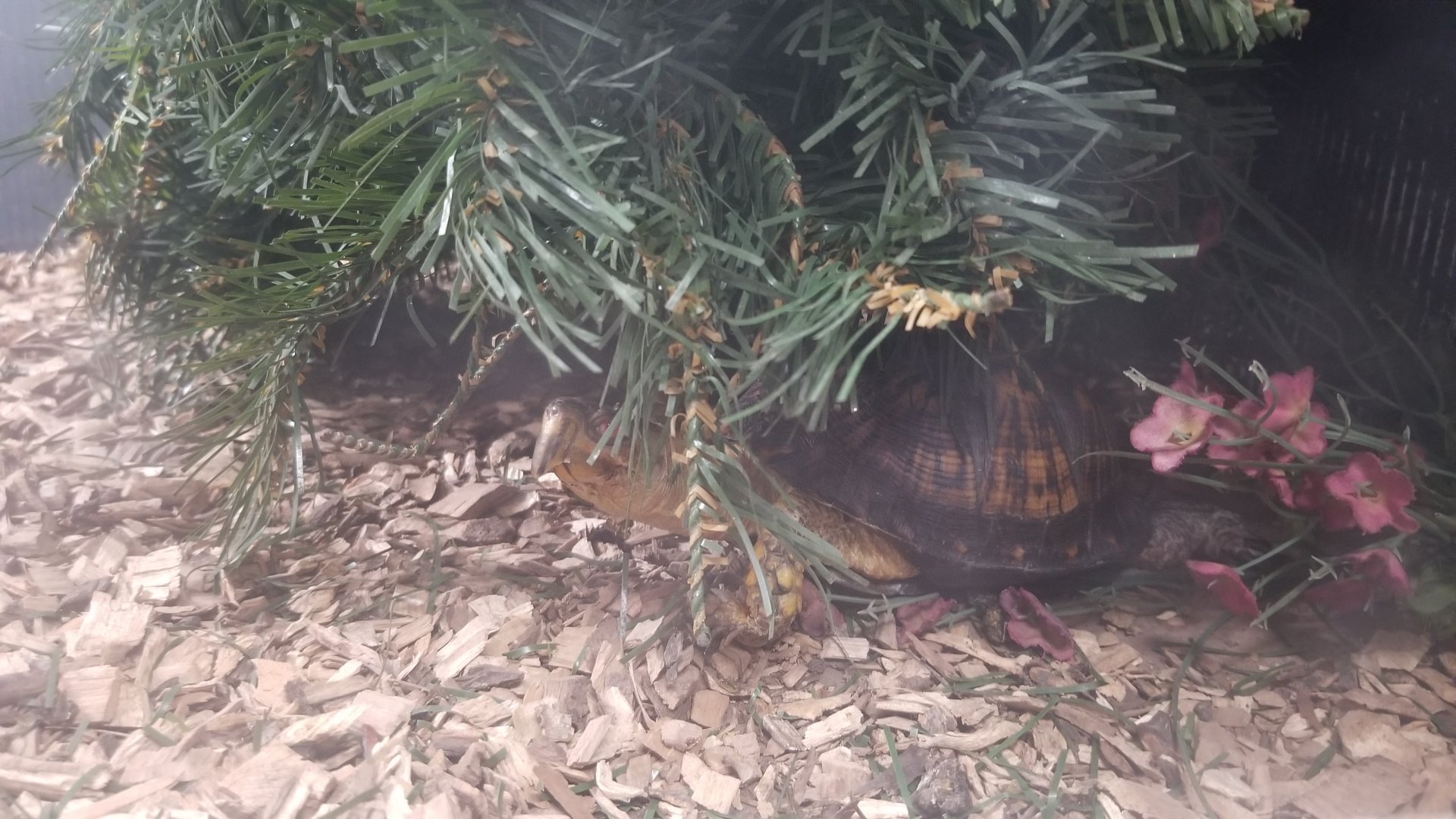 USVP - eastern box turtle, northern map turtle