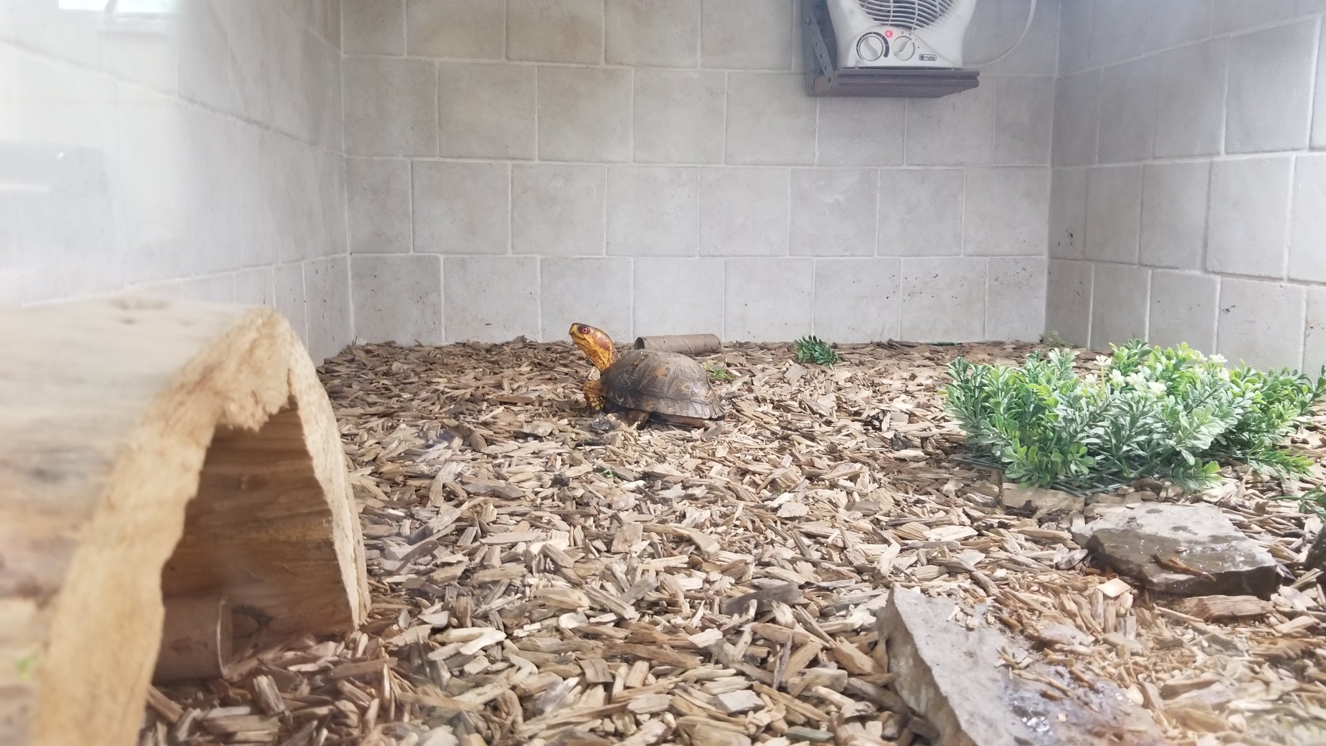 USVP - Eastern box turtle