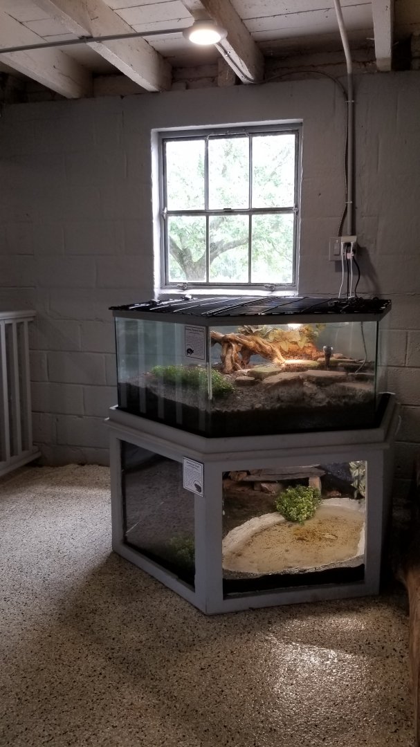 USVP - Eastern painted turtle, american toad