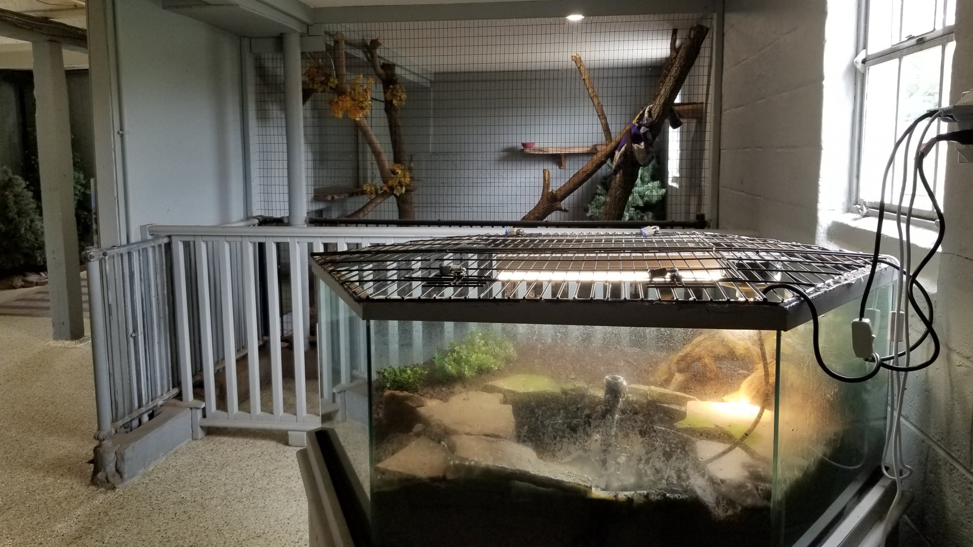 USVP - Eastern painted turtle, VA opossum