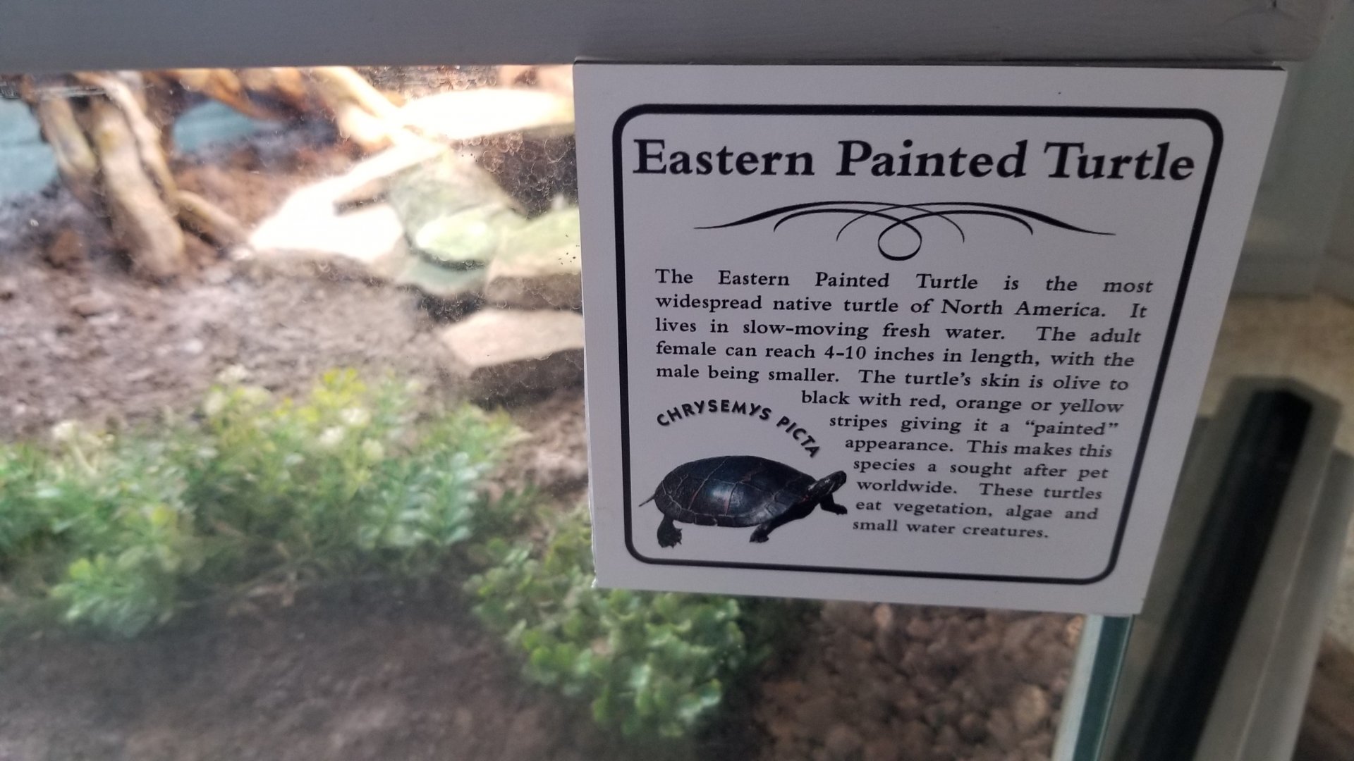 USVP - Eastern painted turtle