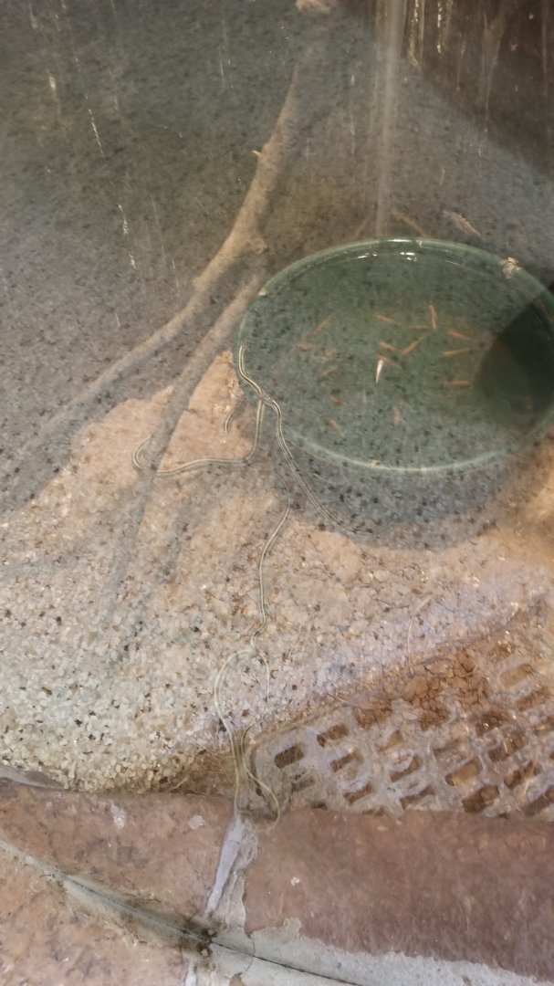 USVP - Eastern ribbon snake (sorry for glare!)