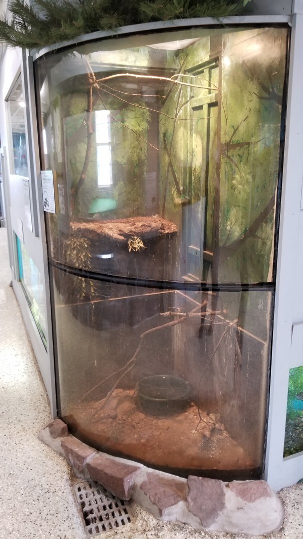 USVP - Eastern ribbon snake